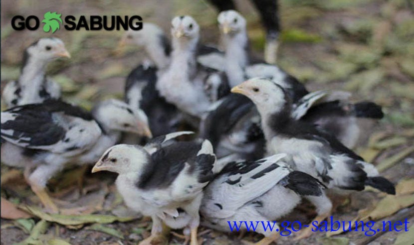 Cara Merawat Anak Ayam Bangkok Go Sabung Indonesia By Santi Halim Medium