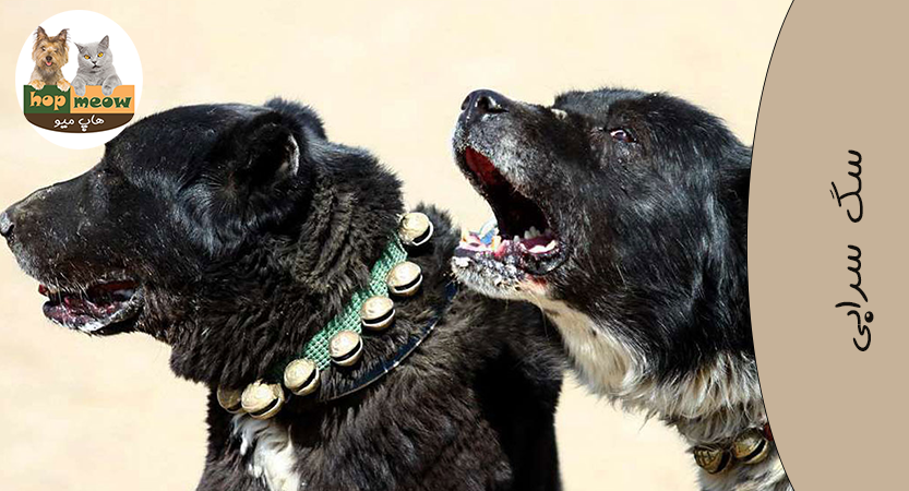 persian mastiff