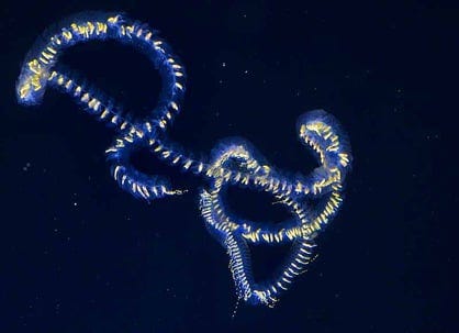 A siphonophore
