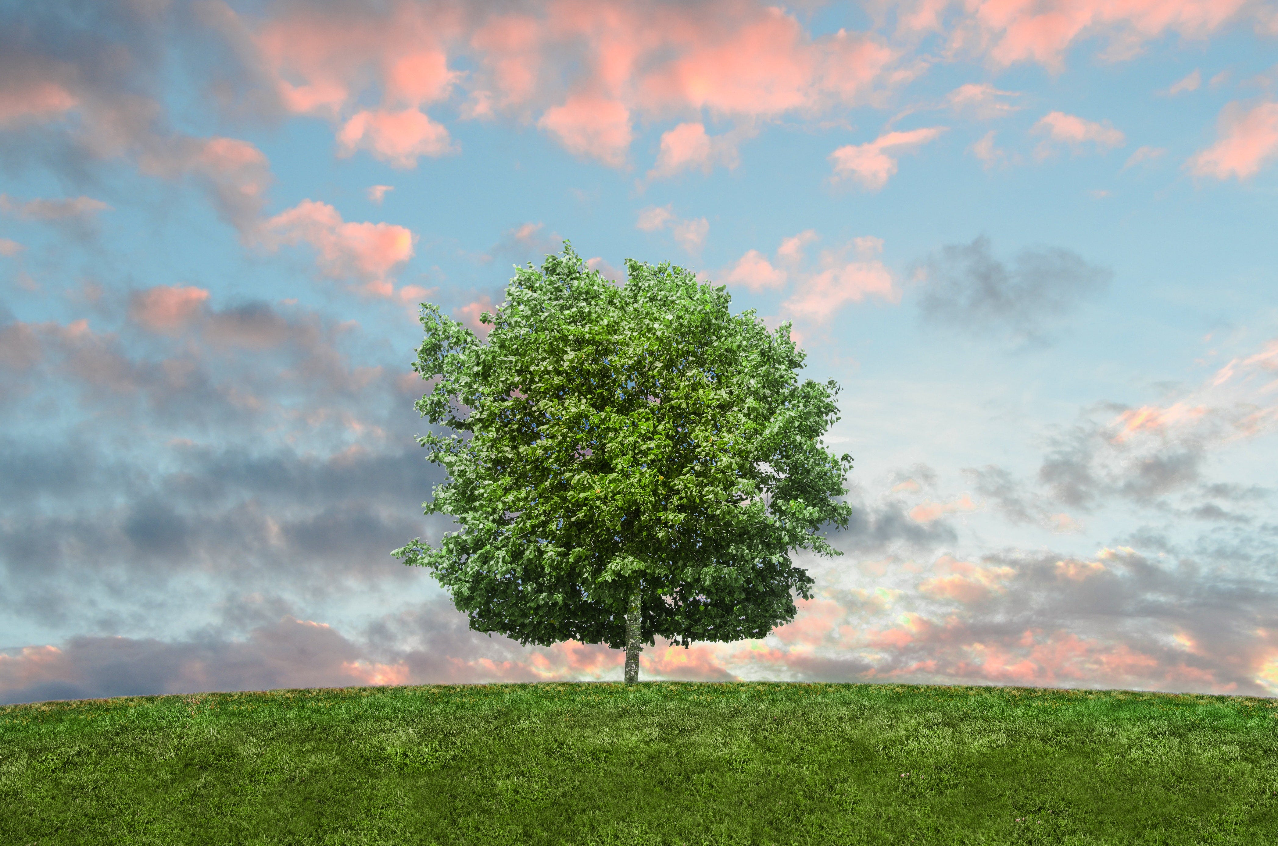 A lone, thriving green tree at dusk.