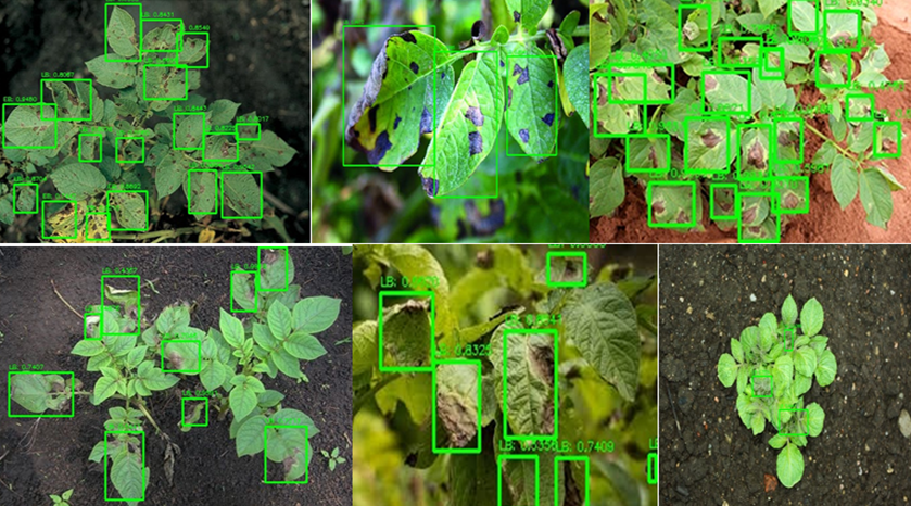CROP DISEASE DETECTION USING IMAGE PROCESSING TECHNIQUE AND CNN ...