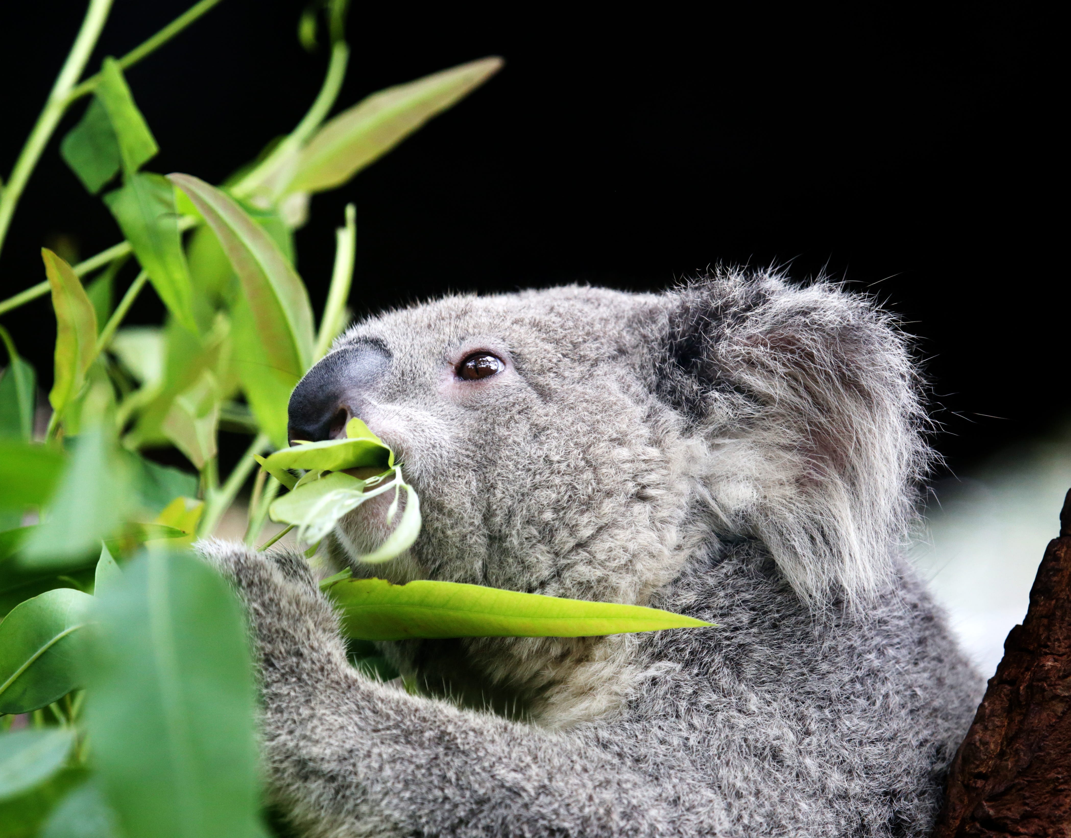 Fascinating Facts Koalas WildArk Journal Medium