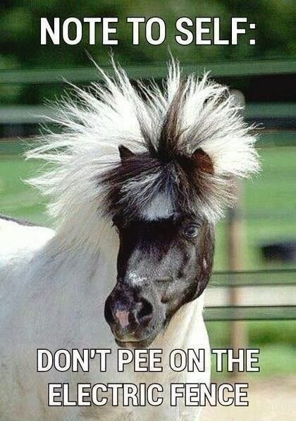 photo Man Horse Meme 20 hilarious horse memes i don t know
