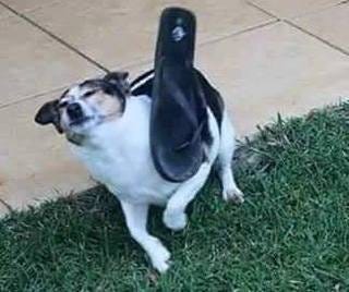 0*Yl0qBhfrQaakcPo3.jpeg