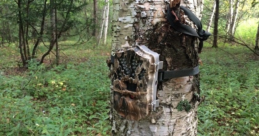 hiding trail camera in birdhouse