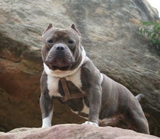 History Of The Razors Edge Bloodline By Bully King Magazine Bully King Magazine Medium