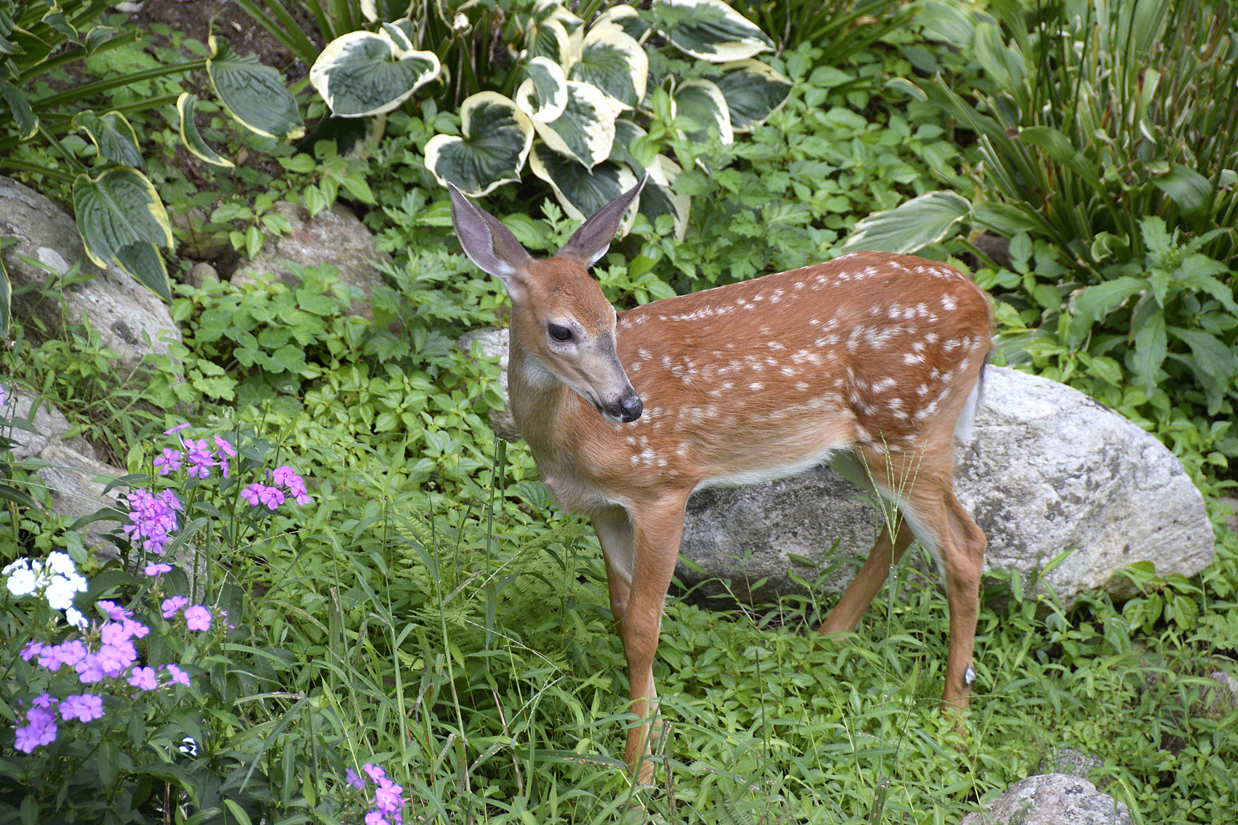 Everyone Has an Opinion on What to Do About Deer in the Garden | by