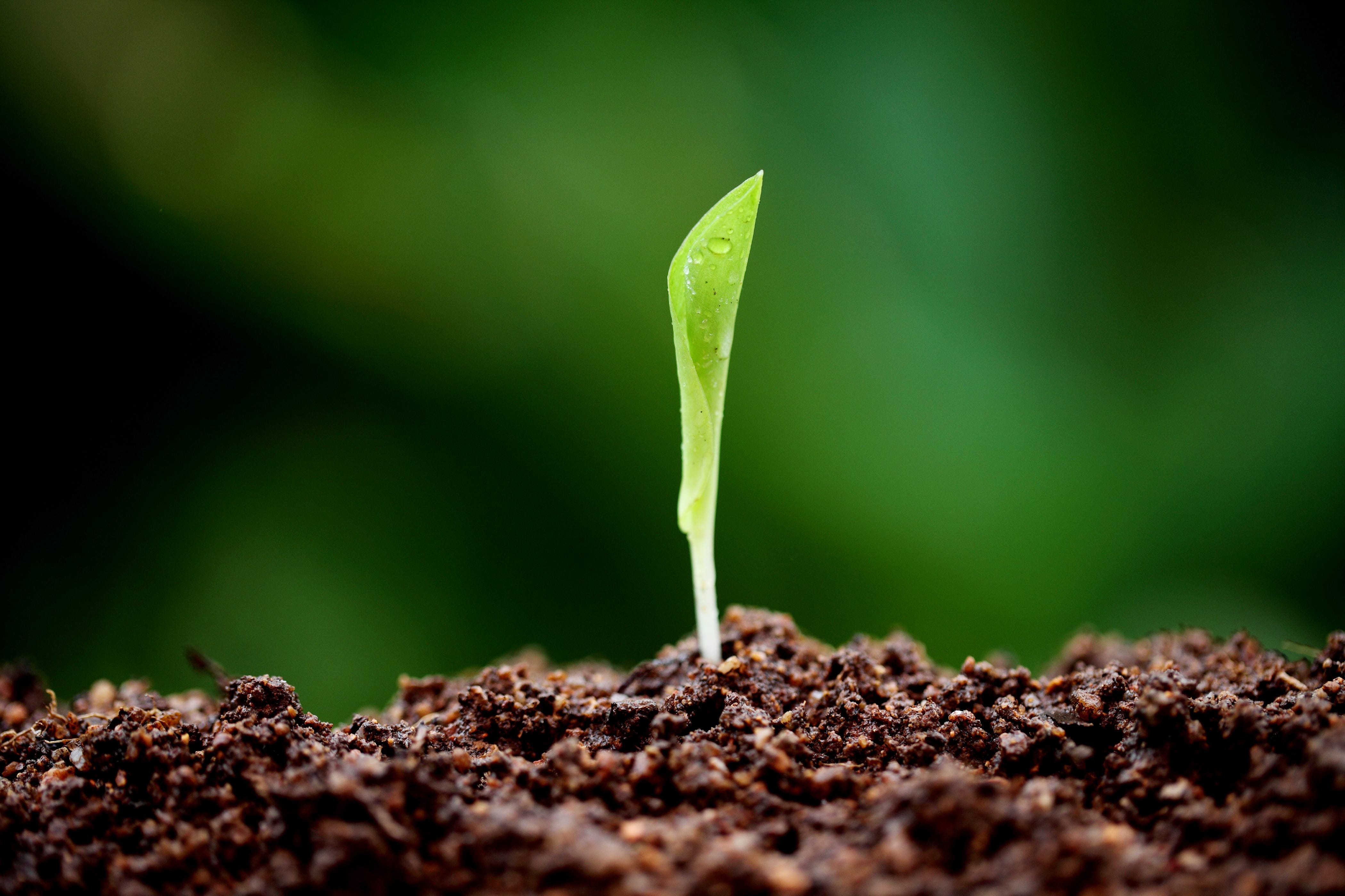 Planting Seeds of Happiness the Danish Way by Malene