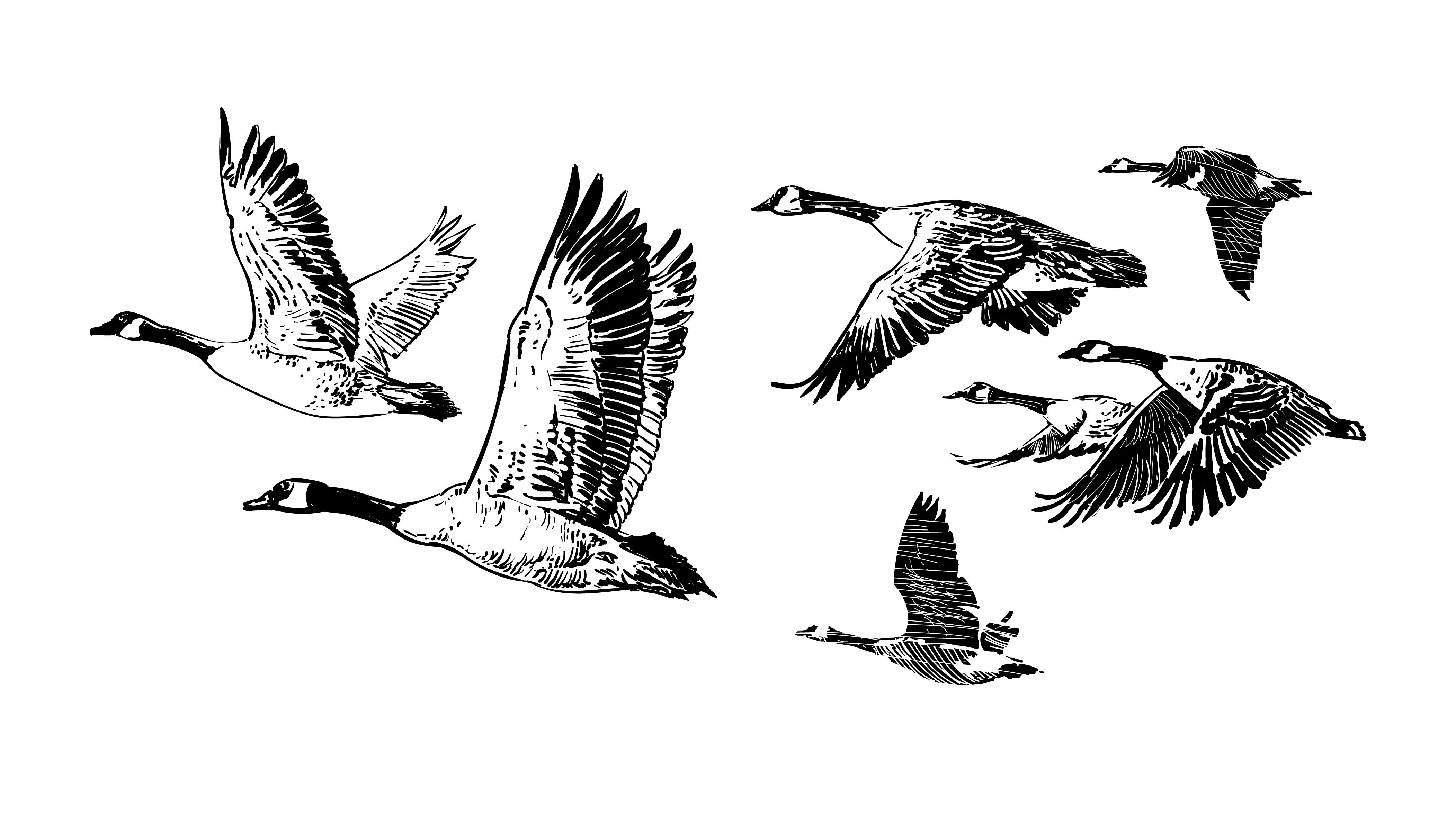 The Story Of The Wild Geese How To Fly In Formation In By Paul Bennett Medium