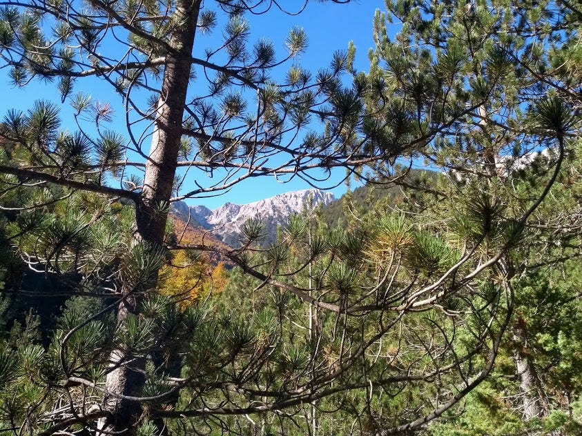 árvores de coníferas verdes e amarelo-avermelhadas de outono em primeiro plano com o pico do Monte Olímpo — Mitikas — no fun