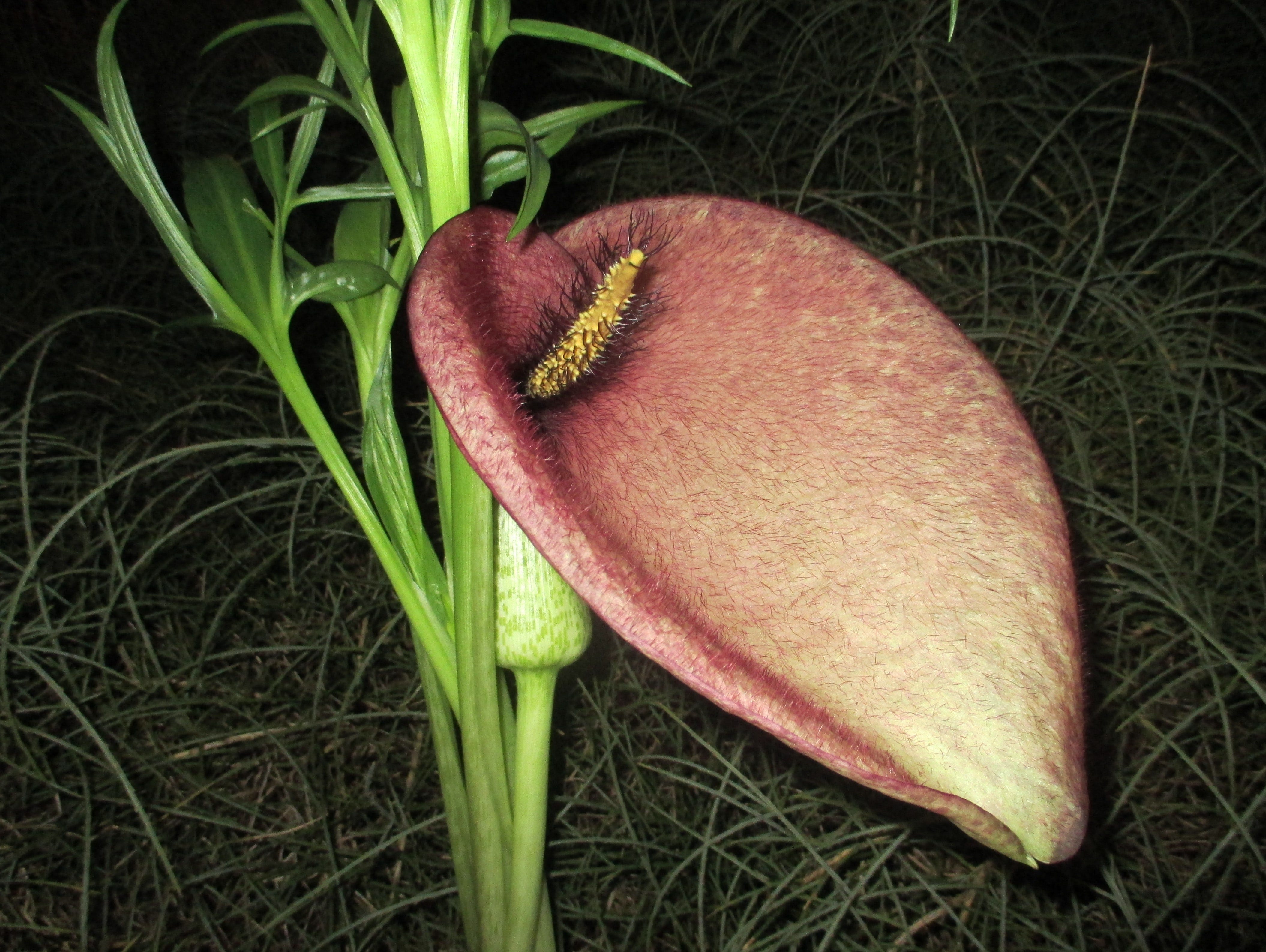 Weird Plants. Chris Thorogood, Head of Science and… by