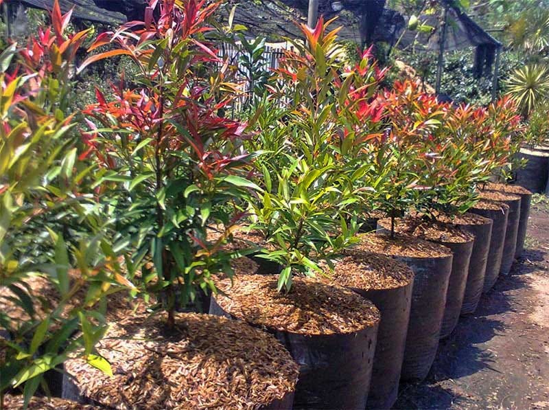 8000 Gambar Daun Waru Merah HD Gratis 8000 Gambar Daun Waru Merah HD Gratis