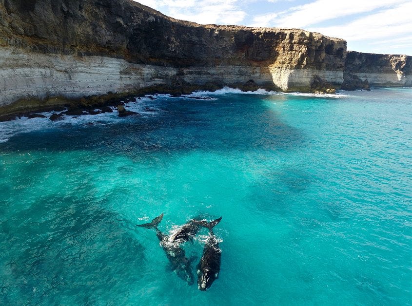 Reasons Why for in Great Australian Bight Doesn't Stack Up | by The Australia Institute | Medium