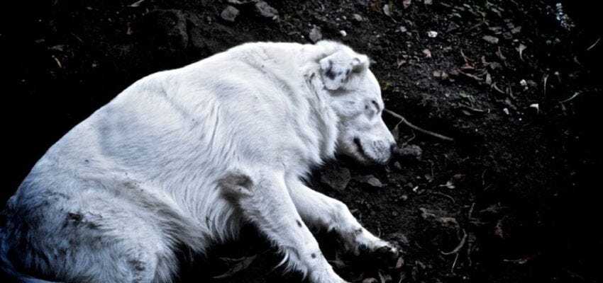 what happens to dogs when they die