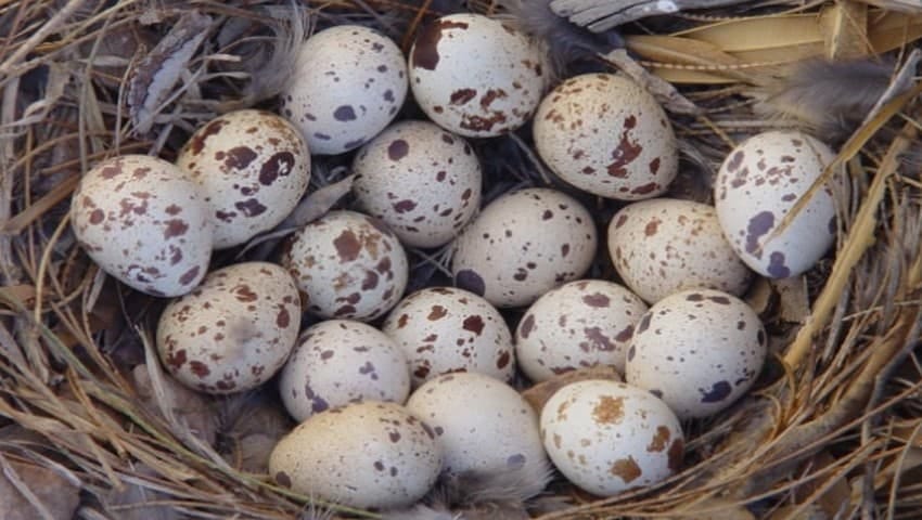 Gizi Dan Manfaat Telur Puyuh Piri Pori Medium