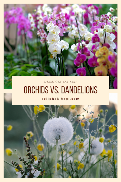 Are You An Orchid Or A Dandelion By Selipha Kihagi Medium