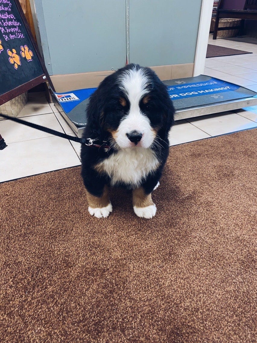 Why Working At A Veterinary Hospital Was The Best And Worst Job I Ve Ever Had By Madison Bailey Medium Why Working At A Veterinary Hospital Was The Best And Worst Job I Ve Ever Had By Madison Bailey Medium