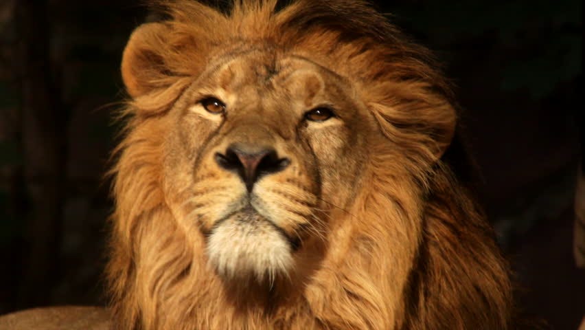 Leao Ou Leoa Uma Rede De Supermercados Contratou Uma By Roberta Roth O Centro Medium