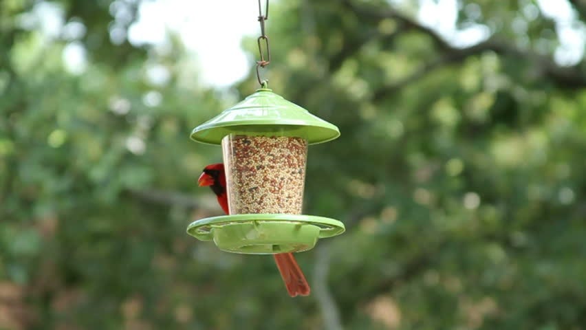 Food You Can Feed Birds Petbox In Medium