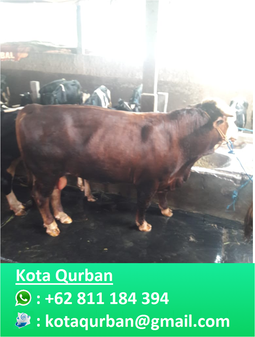 Harga Sapi Limosin Terbaru 2019 Di Jakarta Kota Qurban Wa 0811