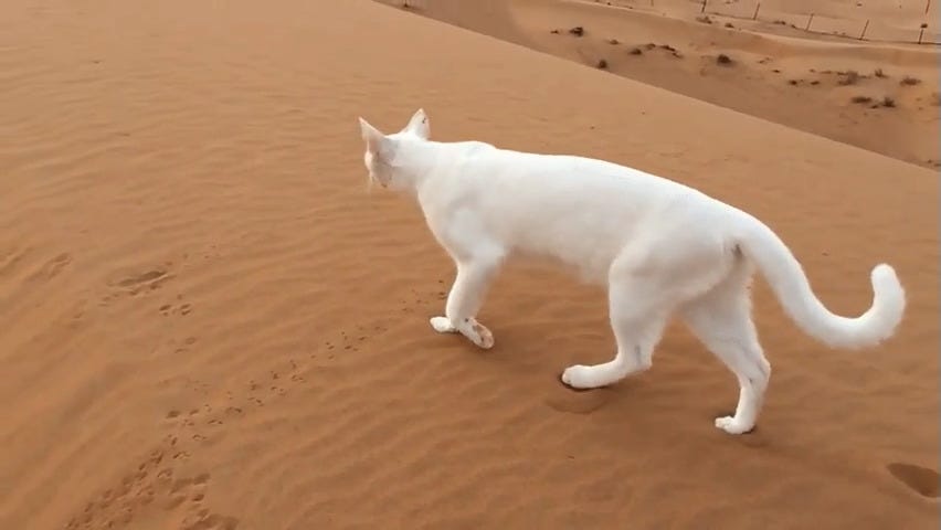 How Do Cats Move So Stealthily Even Though Cats Have Four Legs When By Soham Dutta 100 Naked Words Medium