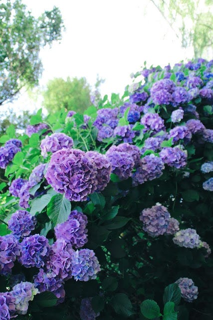 鎌倉 走進淡藍色的紫陽花海明月院 六月 日本的梅雨季 在這黏搭搭 陰晴不定讓人討厭的潮濕時節 唯獨有一種花剛好在這 By Joan 島國日和