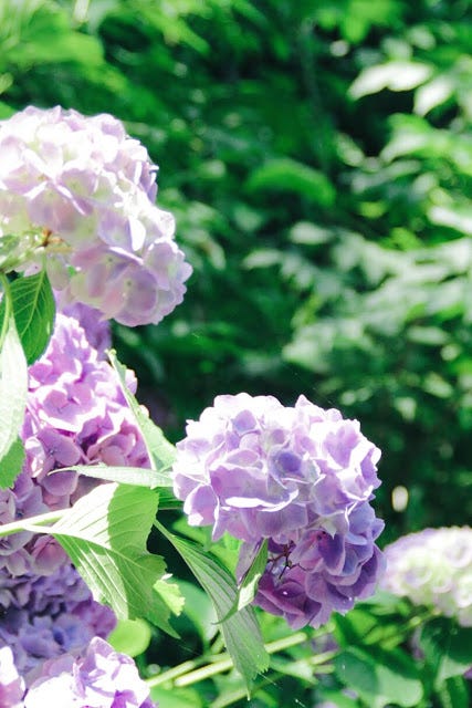 鎌倉 走進淡藍色的紫陽花海明月院 六月 日本的梅雨季 在這黏搭搭 陰晴不定讓人討厭的潮濕時節 唯獨有一種花剛好在這 By Joan 島國日和