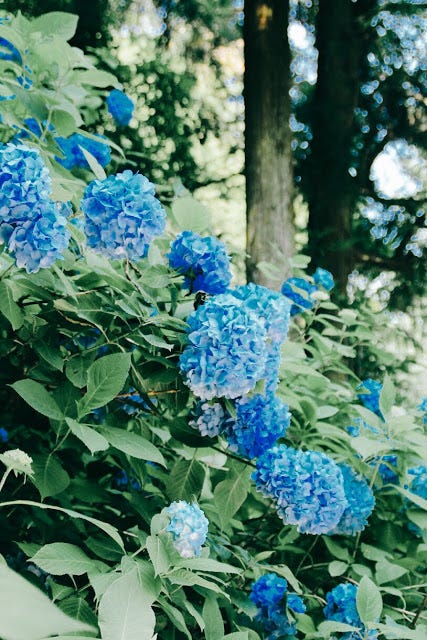 鎌倉 走進淡藍色的紫陽花海明月院 六月 日本的梅雨季 在這黏搭搭 陰晴不定讓人討厭的潮濕時節 唯獨有一種花剛好在這 By 島國日和