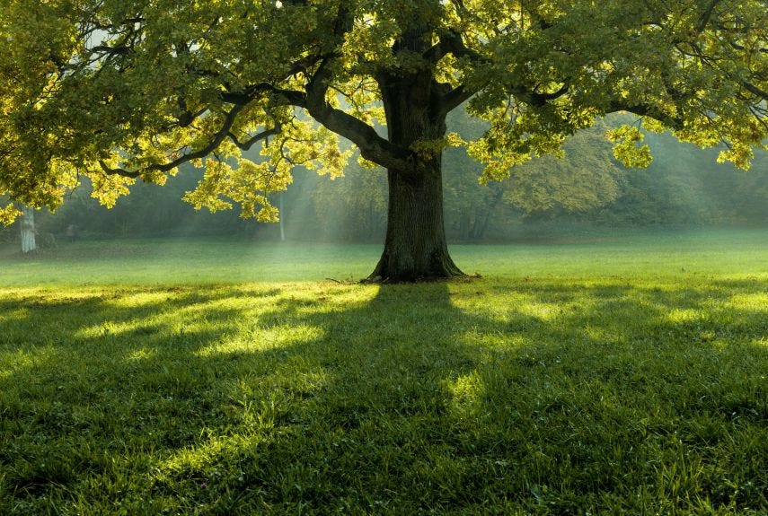 How many trees do you need for a forest? by Levente Dec, 2022 Medium