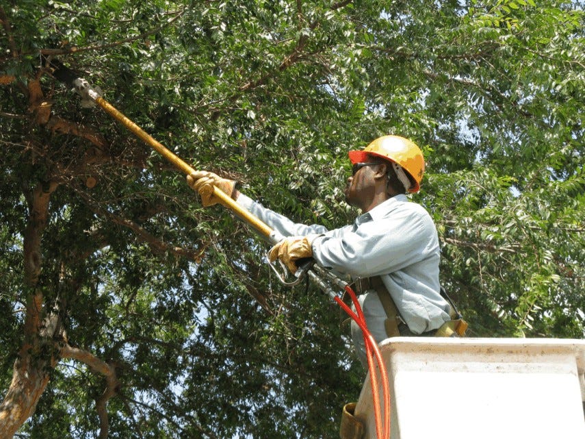 Importance of Tree Trimming. Tree trimming is an important job that