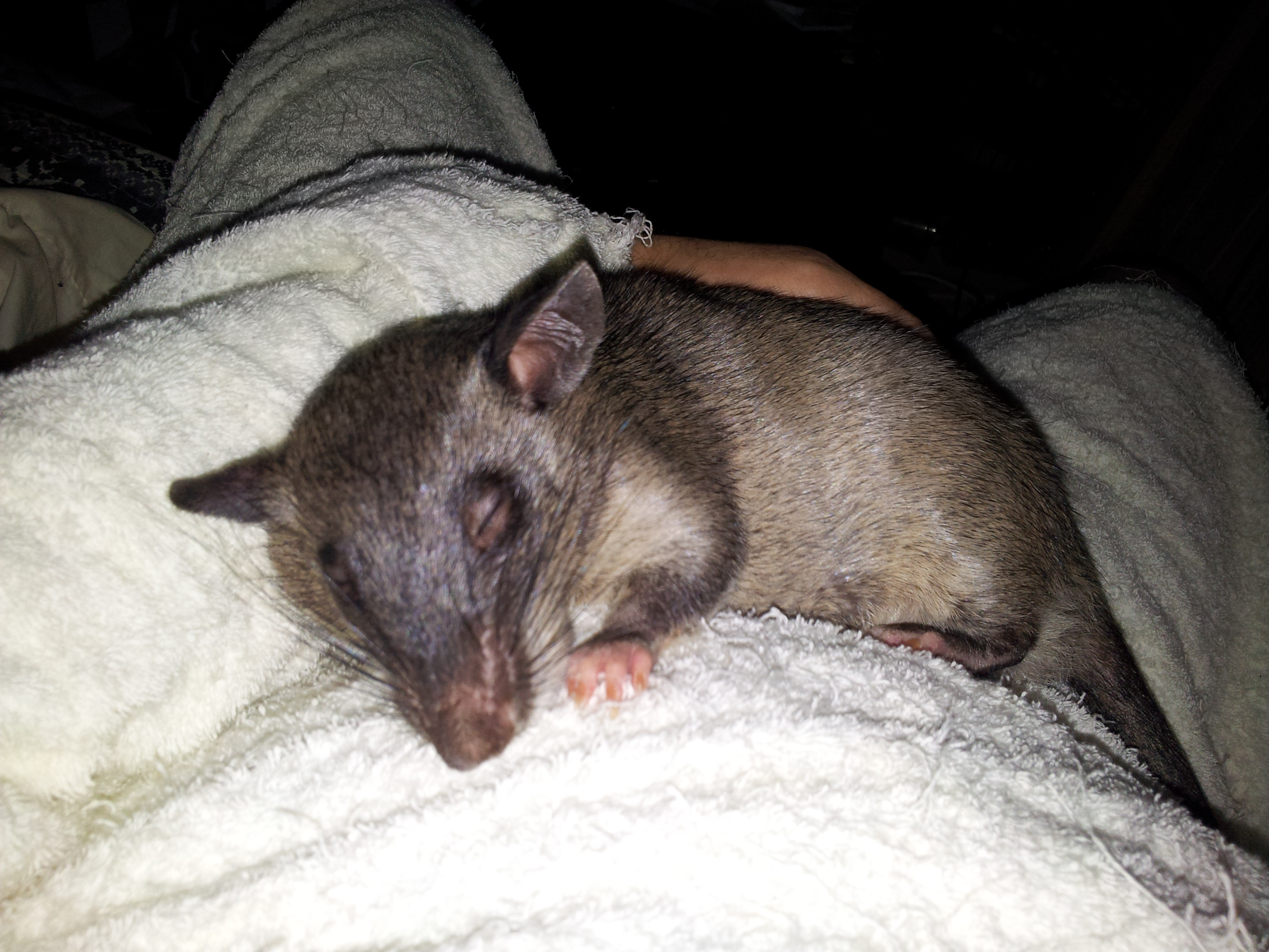 gambian giant rat