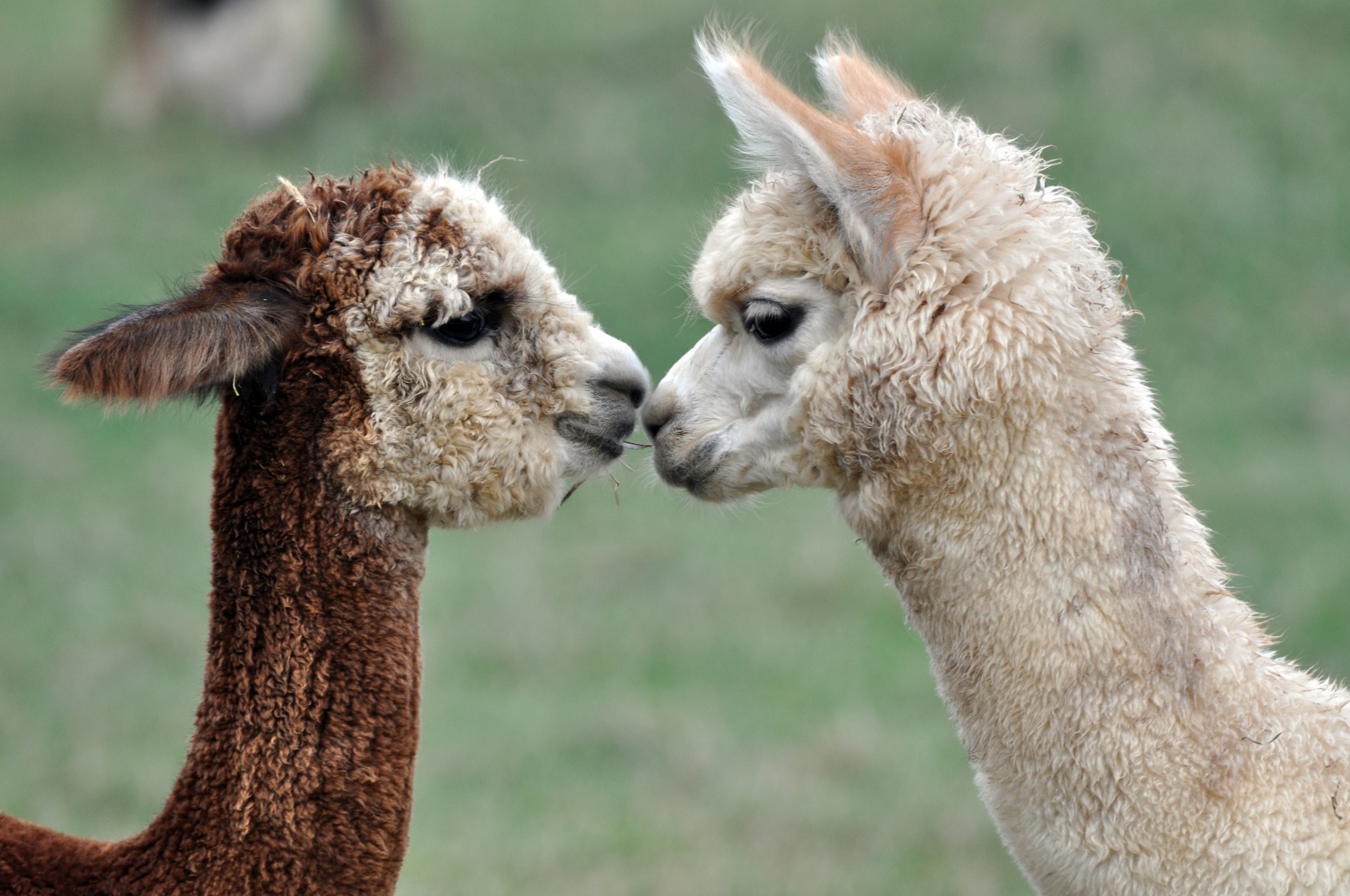 Alpaca Reproductive Photo Essay. — — — — — Science 9 , Carol Wang | by ...