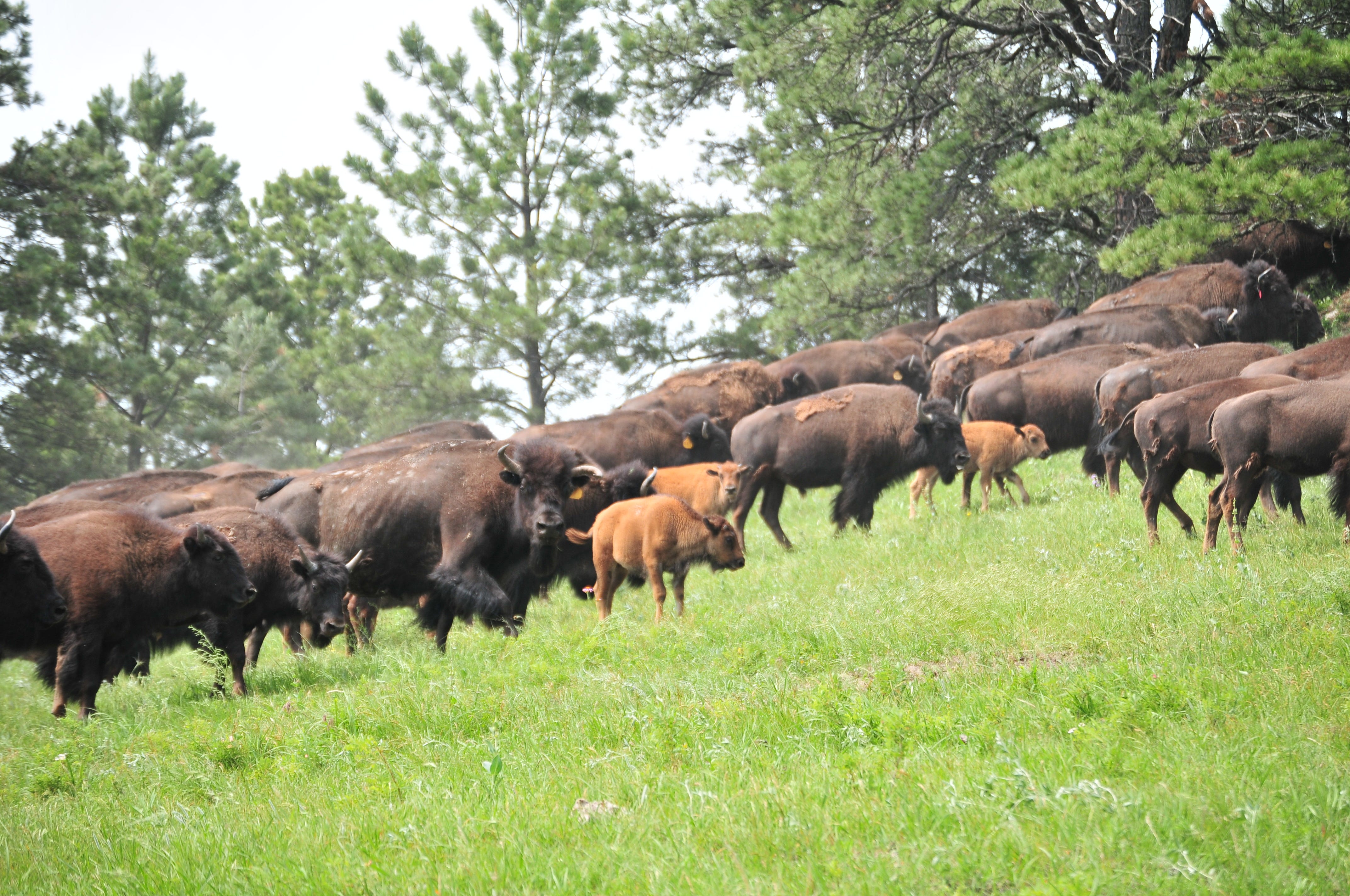 The Meaning of the Buffalo to Our People | by B The Change | B The Change