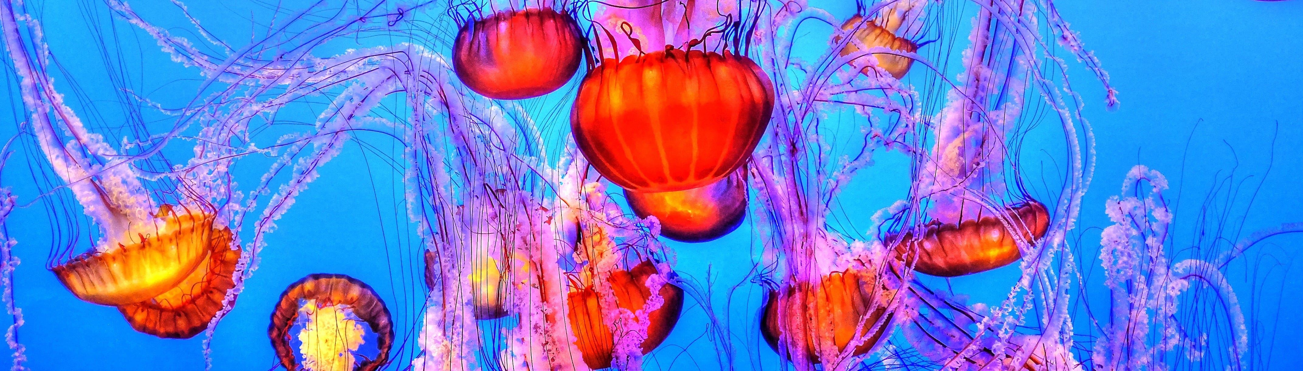 Built for Survival, Jellyfish Are Quickly Pests (VIDEO)