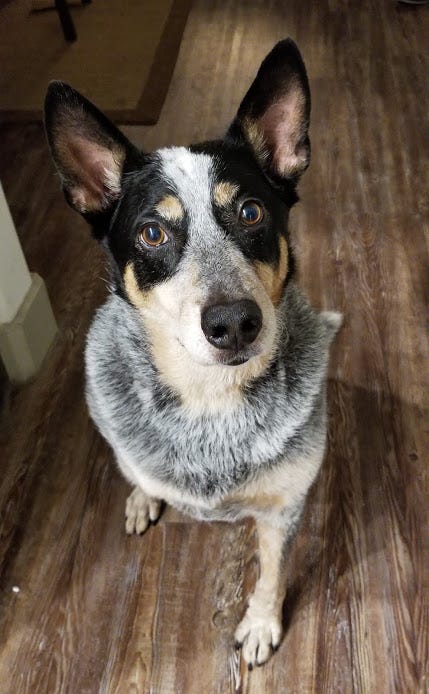 blue heeler dog names