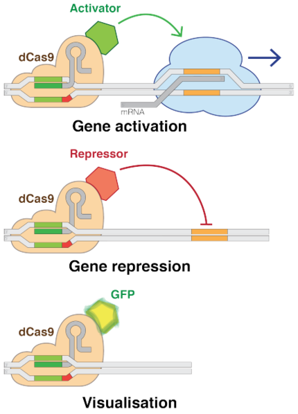 CRISPR — How It Works, Top Applications and How to Use It Yourself. | by  Niko McCarty | Noteworthy - The Journal Blog