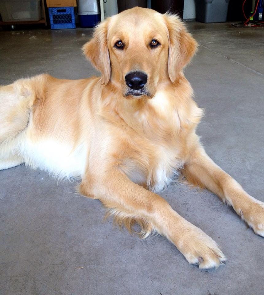10 reasons why Golden Retriever's are 