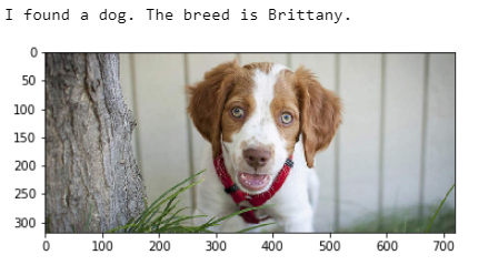 Dog Breed Identification using Deep Learning | by Rekha Chandrasekaran ...