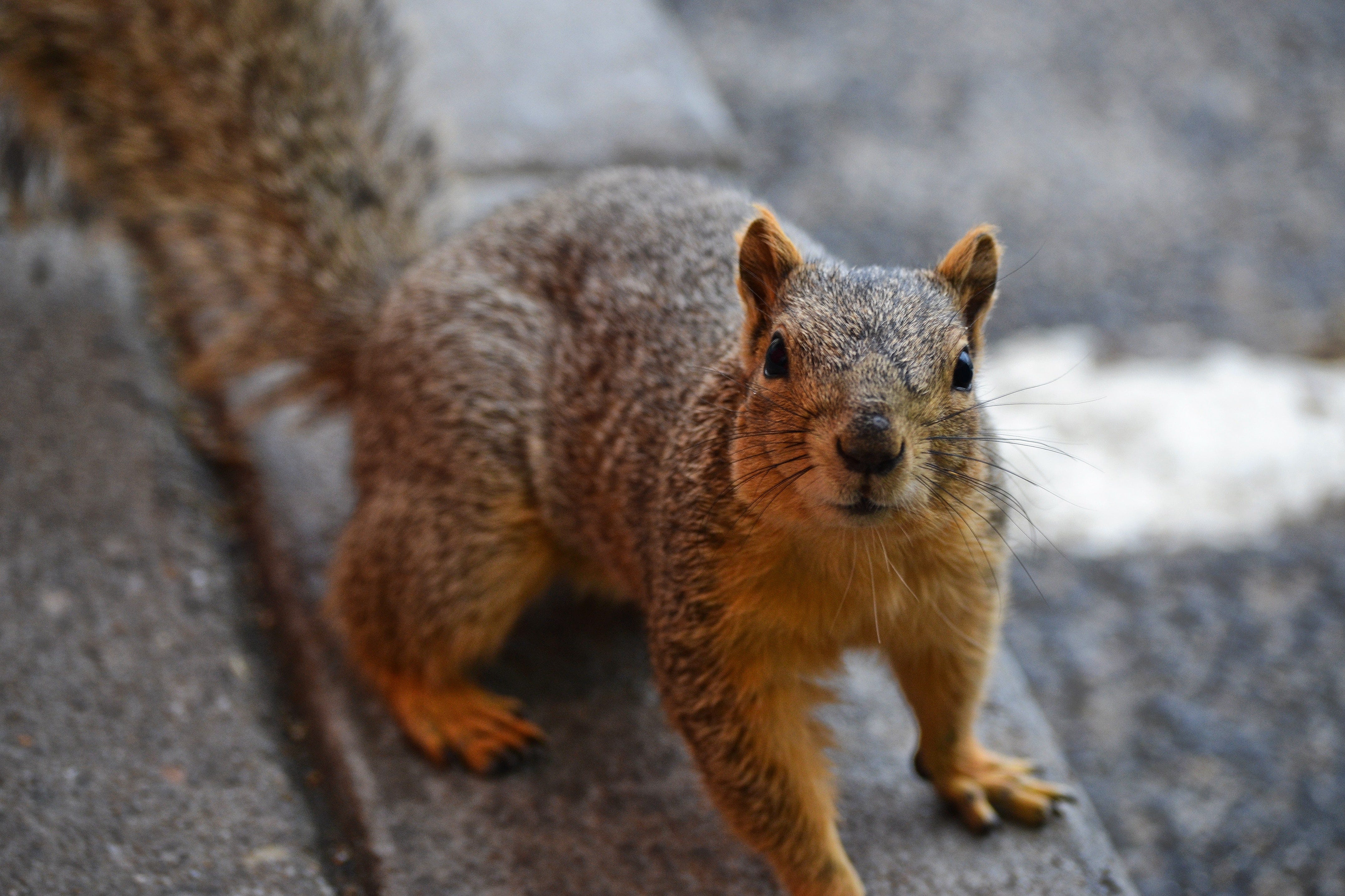 Squirrels In Traffic How I Cracked The Code By Paul D Morin Medium