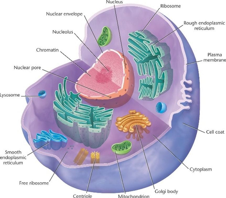 The One About Cells The Cell Is The Smallest Unit Of Life By The Basics Of Everything Medium