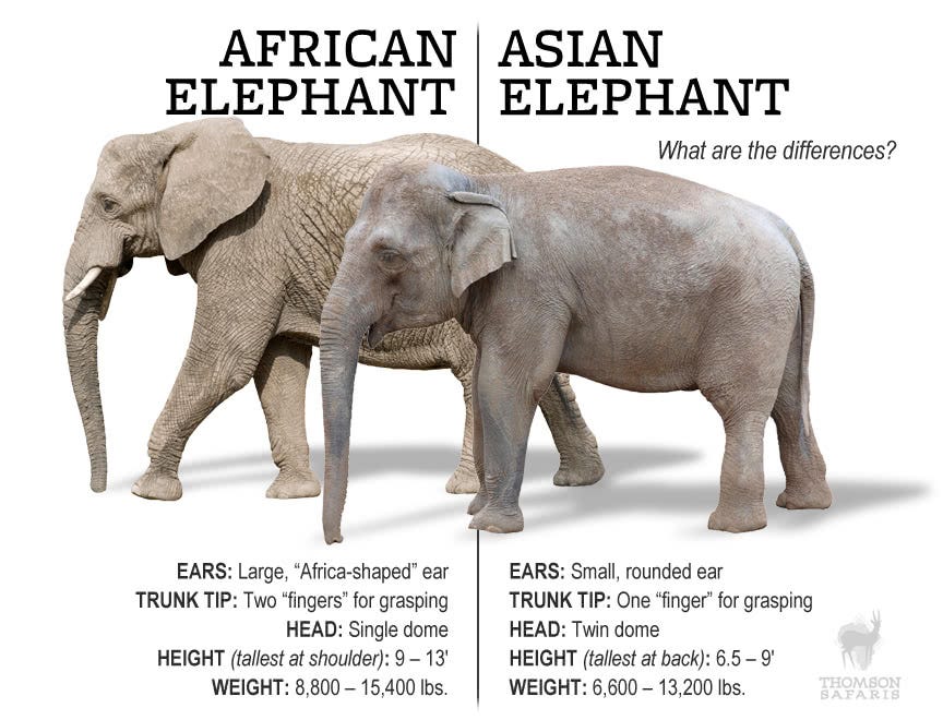 Diagram of an asian elephant