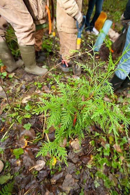 Plant a tree for the future