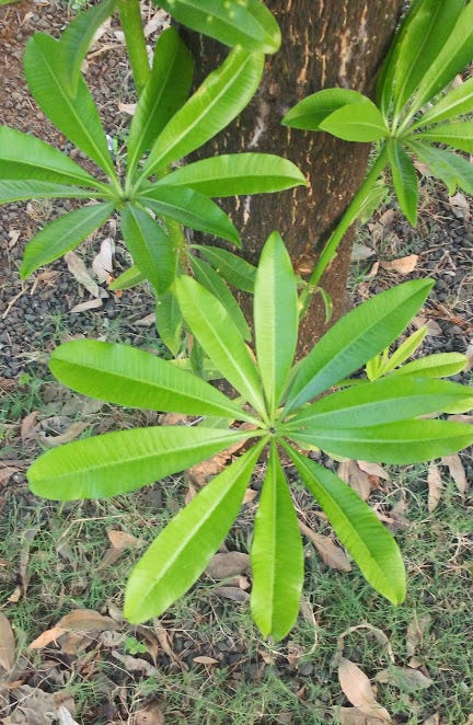 Indian Devil Tree The Fragrance Of Alstonia Scholaris By Sparrow A Little Bird Medium