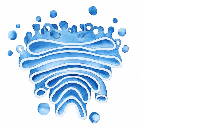 Op Ed Vote For Golgi Apparatus For Best Organelle By Jae Youn