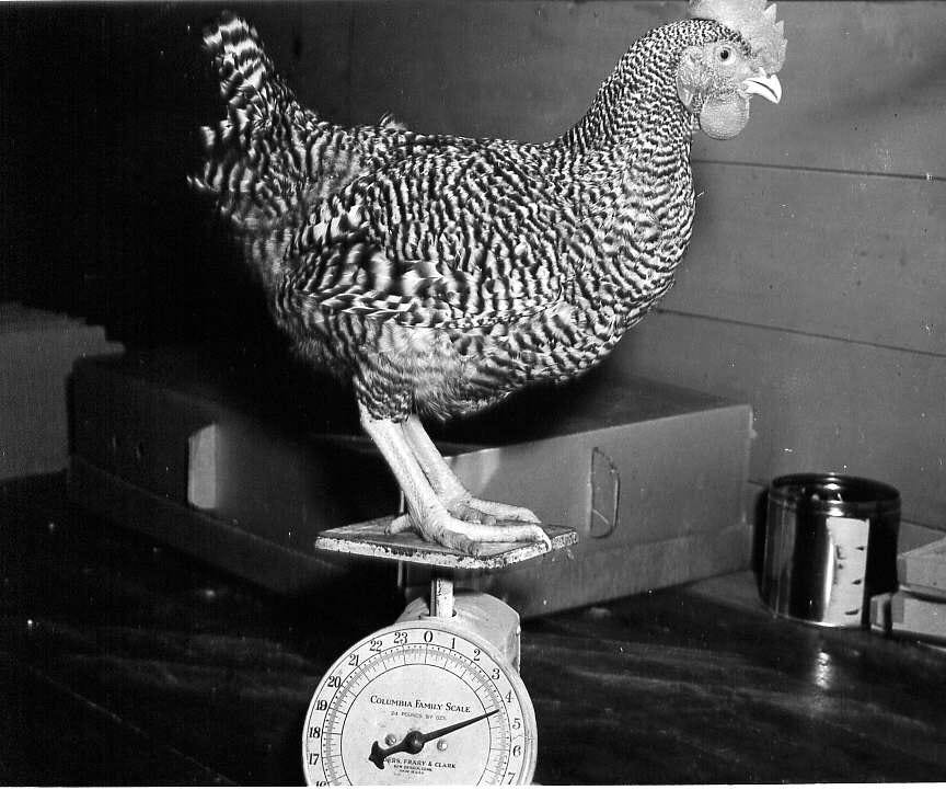 S1 10 Balance Ton Poids LA COCOTTE MINUTE By La Cocotte Minute s1-10-balance-ton-poids-la-cocotte-minute-by-la-cocotte-minute