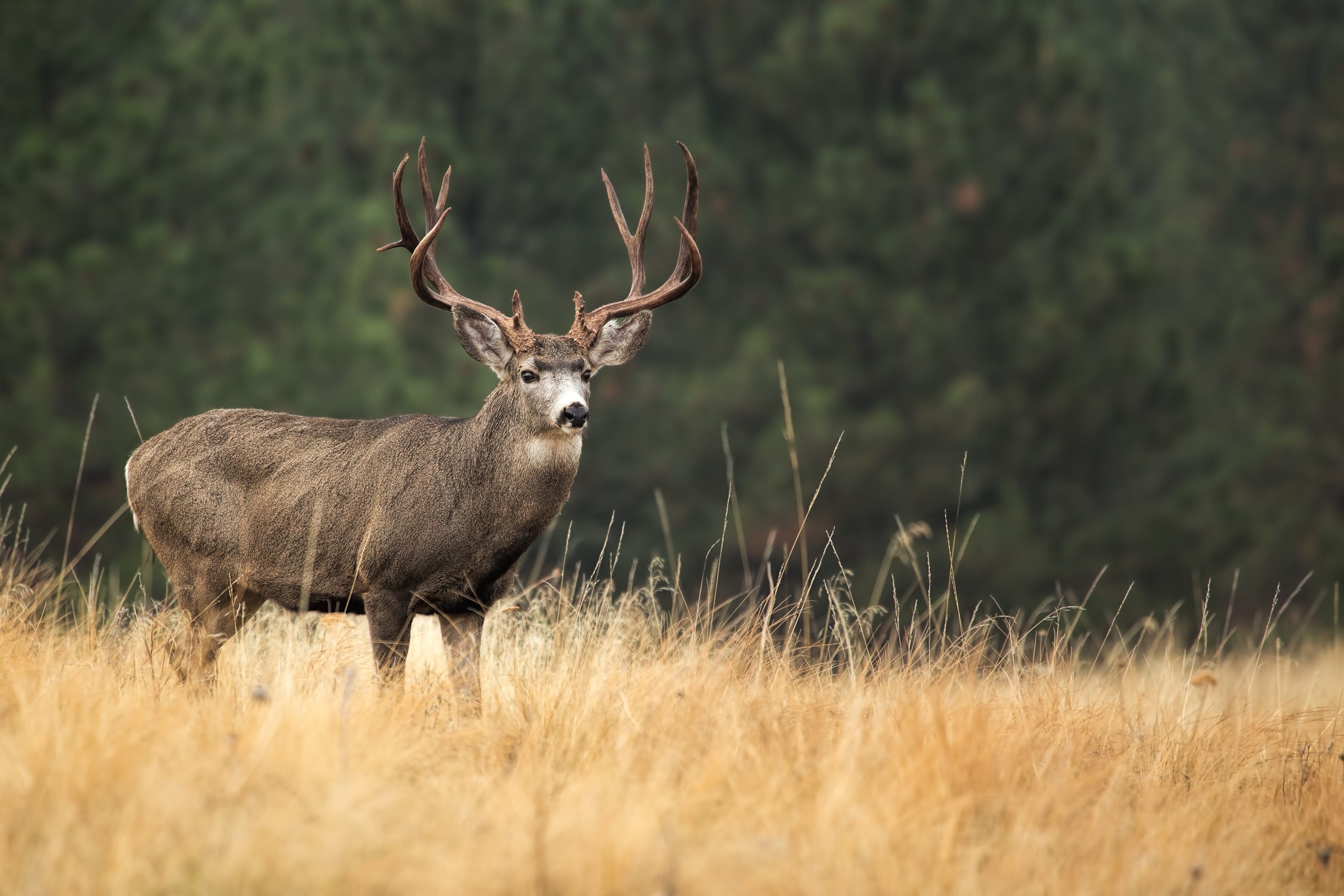 A large mule deer buck stands in a field of dry grass.