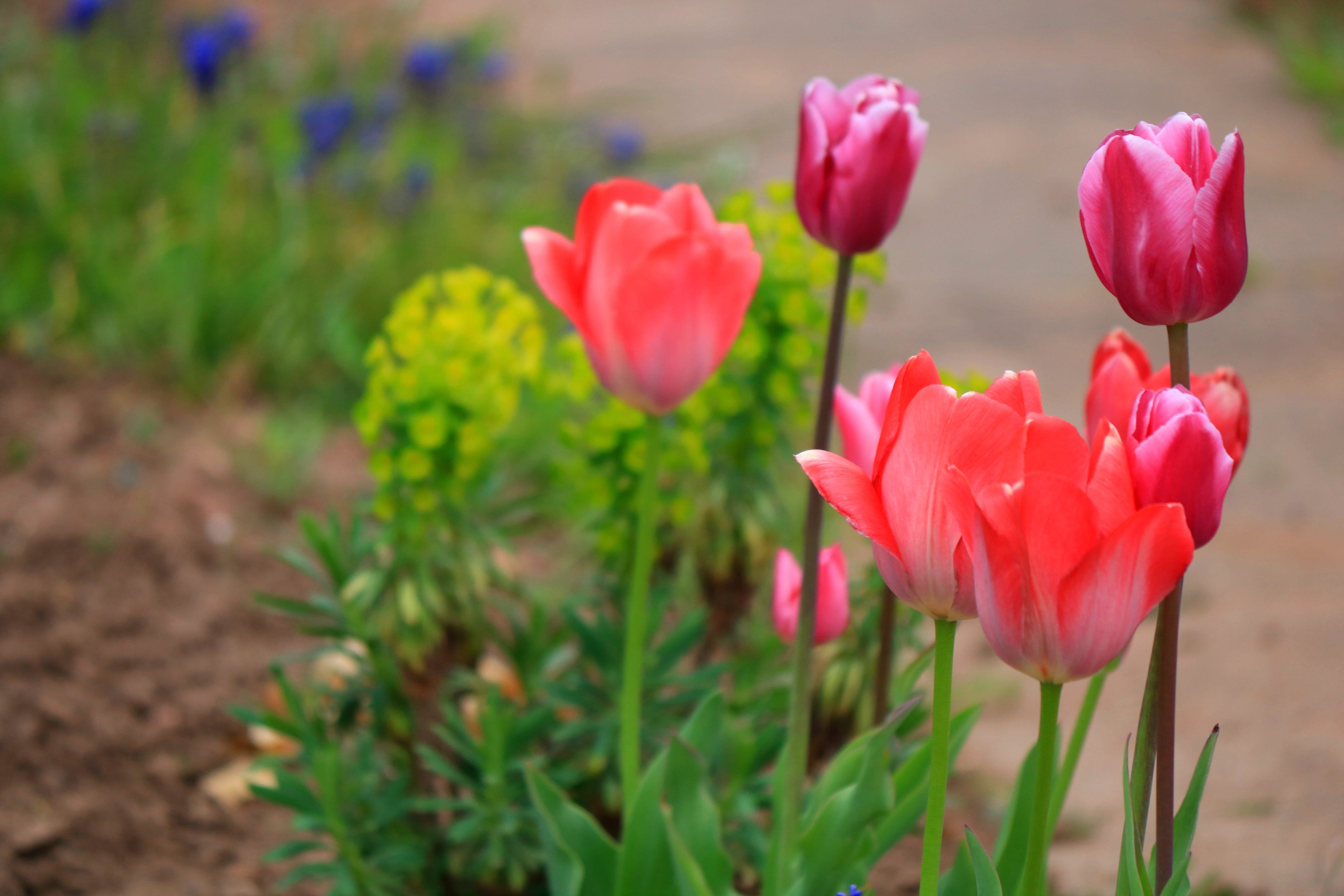 When Flowers Bloom so Does Hope. With the blooming tulips, I get to