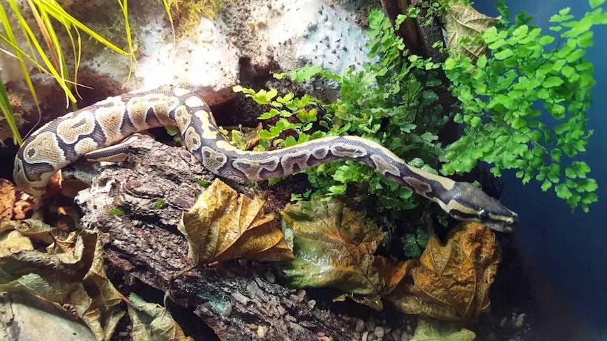 How to take care of Ball Python in terrarium? | by chirag24 | Medium