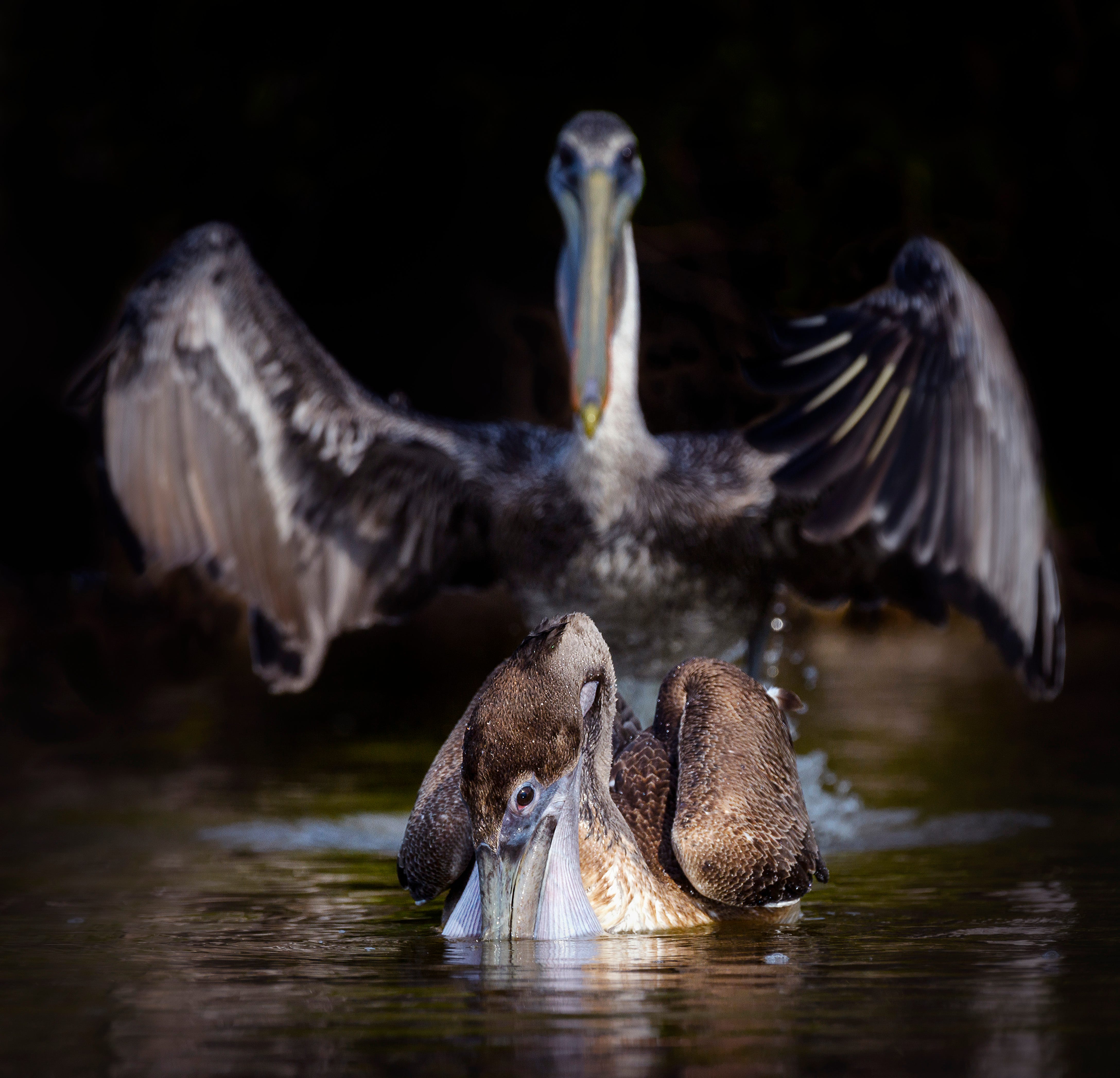 One pelican is floating along peacefully with her back turned to another pelican who appears to be towering creepily behind