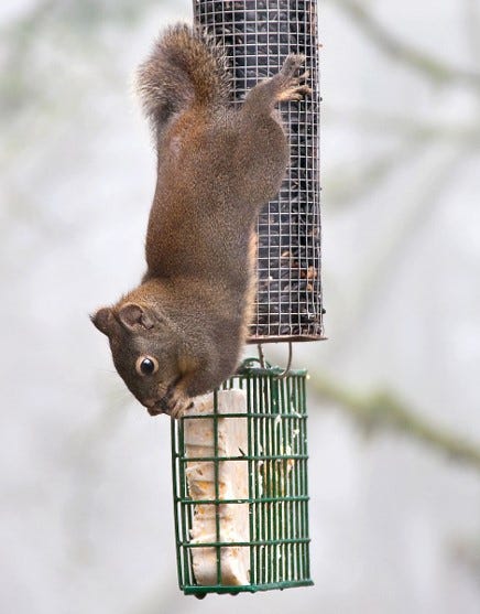 Squirrel at feeder